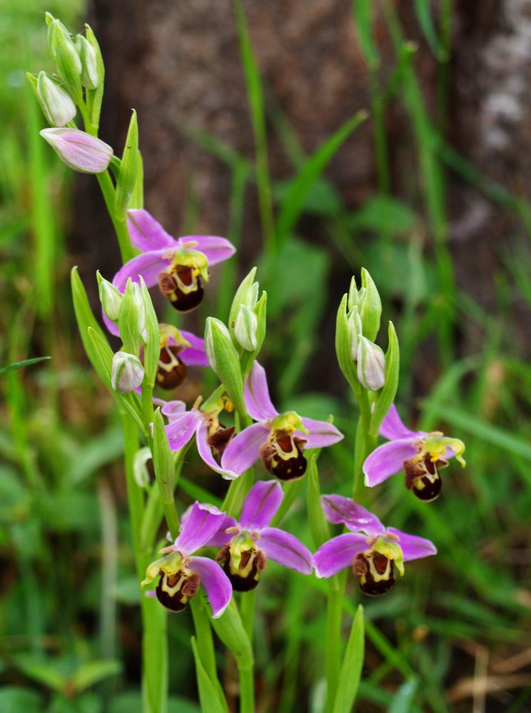 Orchidees sauvages dans le jardin 3 Wilde Orchideen im Garten 3 photo