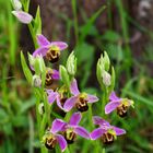 Orchidees sauvages dans le jardin 3 - Wilde Orchideen im Garten 3