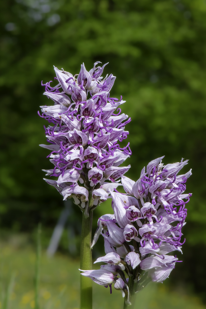 Orchidées sauvages