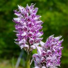Orchidées sauvages