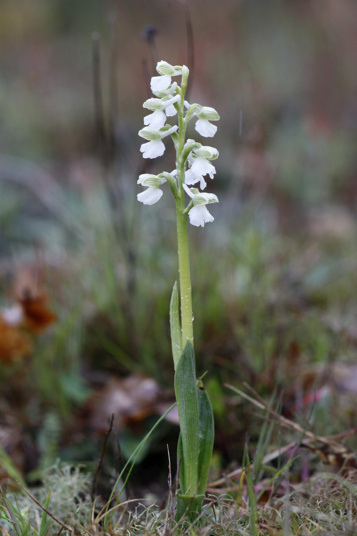 orchidées sauvages