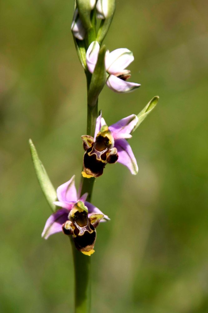 Orchidées sauvages... tout en finesse !!