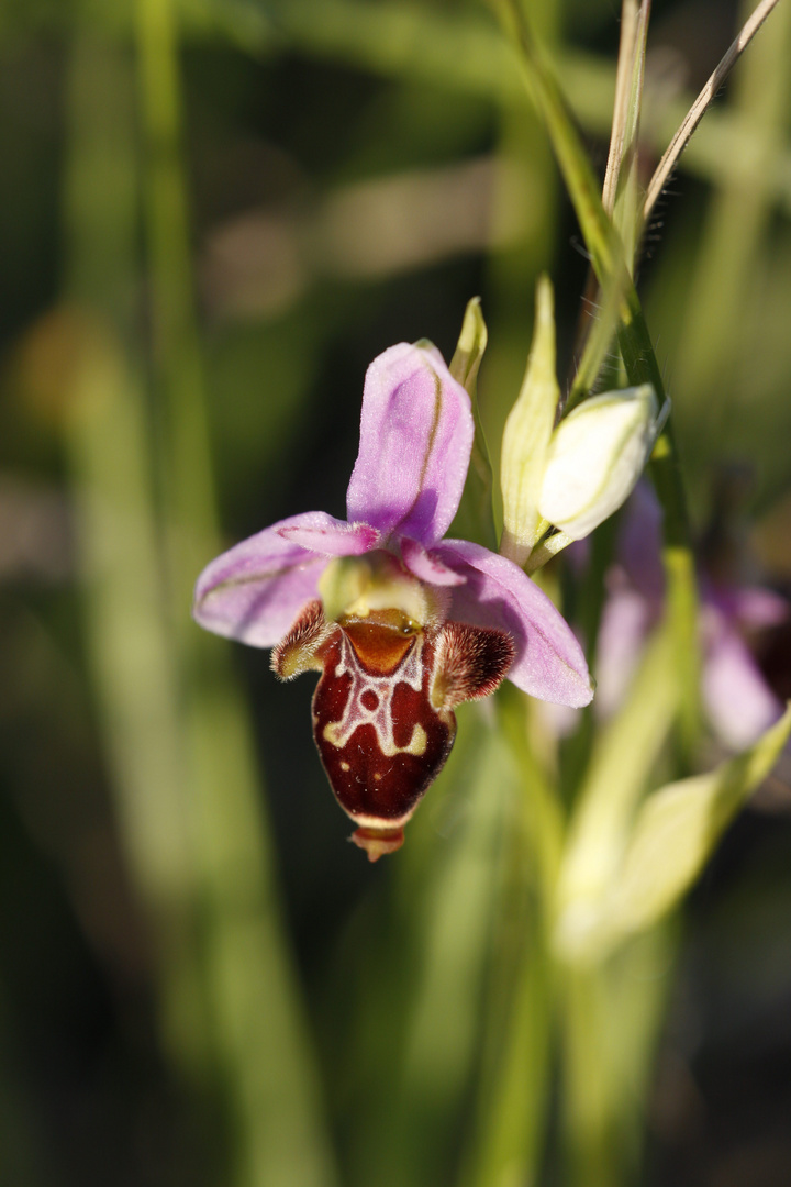 orchidées sauvages1