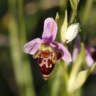 orchidées sauvages1