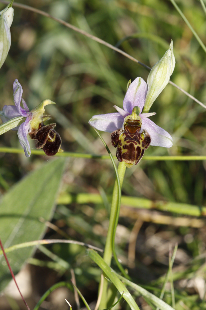 orchidées sauvages2