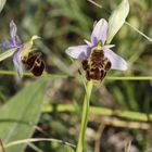 orchidées sauvages2