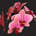 Orchidées Volantes Non Identifiées - Unbekannte Fliegende Orchideen