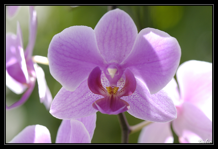 orchidées2