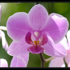 orchidées2