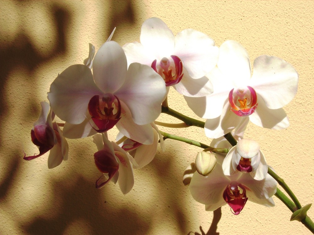 Orchidee..sole e ombra?