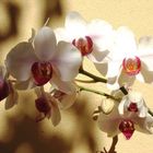 Orchidee..sole e ombra?