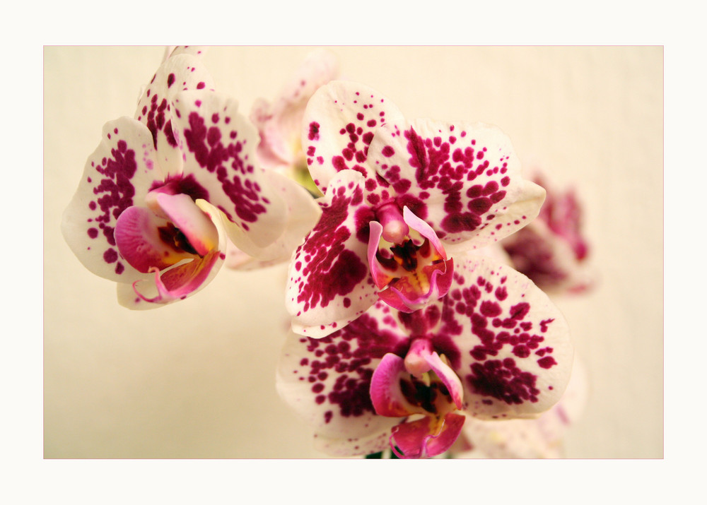 OrchideeTraumhaft schön