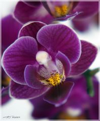 OrchideeViolett_090126