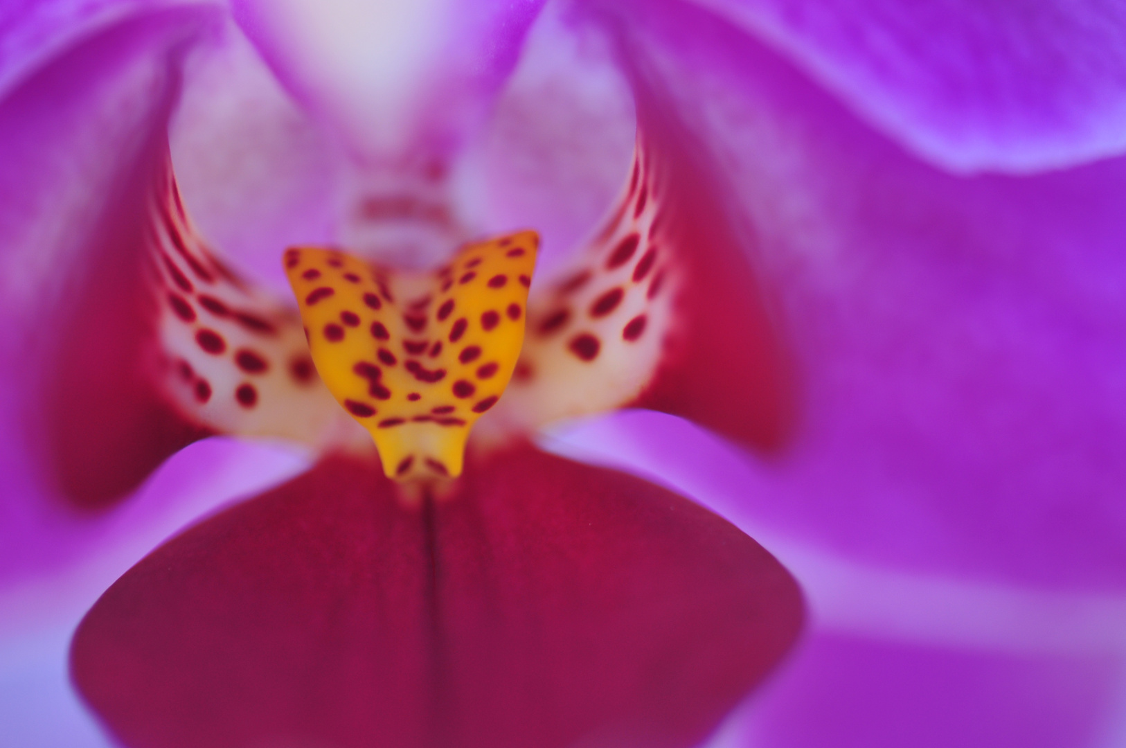 Orchideewunder