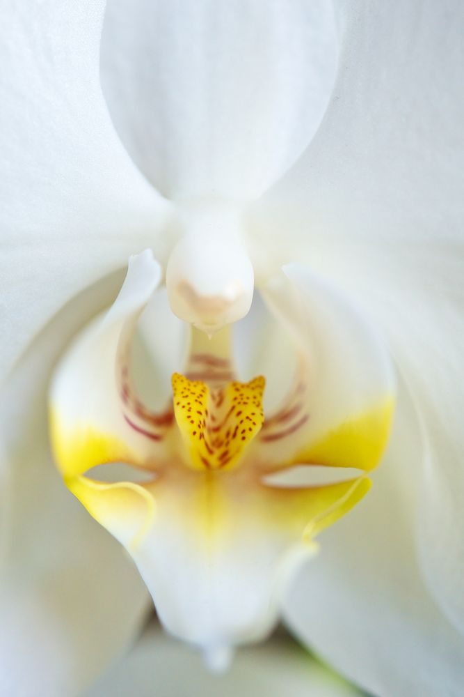 Orchiden-dragon