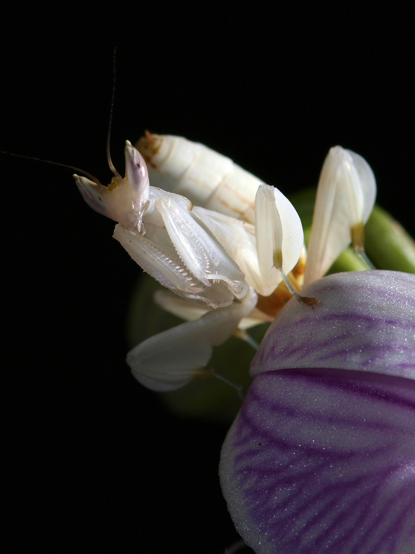 Orchiden Mantis 2