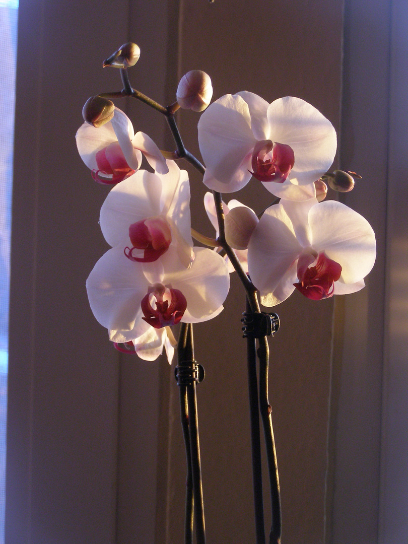 Orchidenblüte