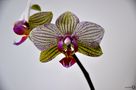 Orchidenblüte von neunzehn47 