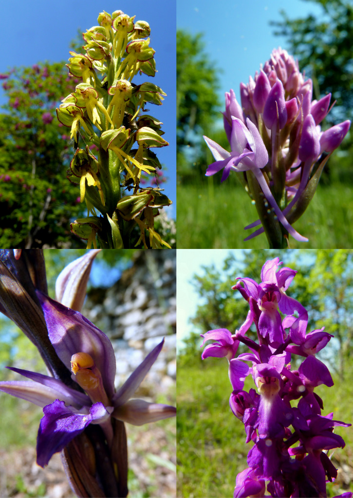 ORCHIDÉES INDIGÈNES, AVRIL .