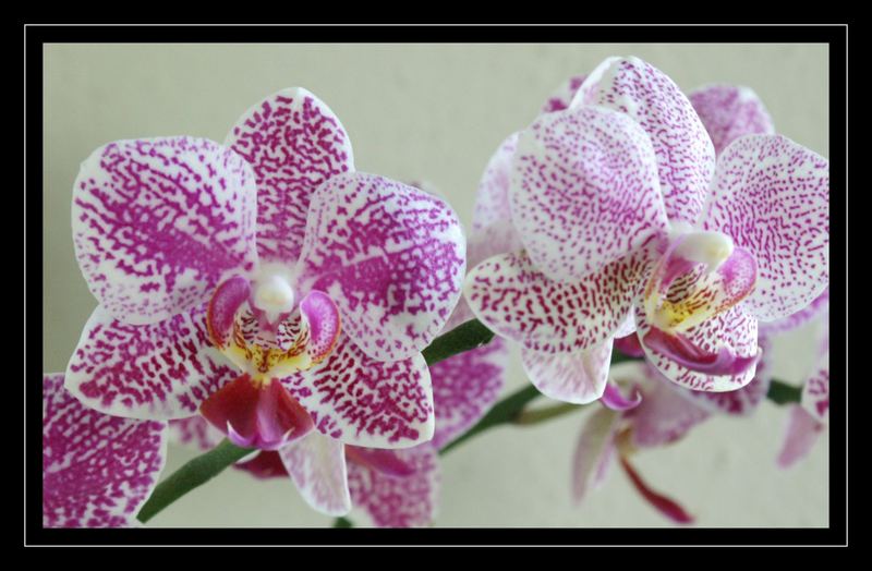 Orchids 2