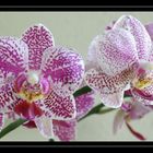 Orchids 2