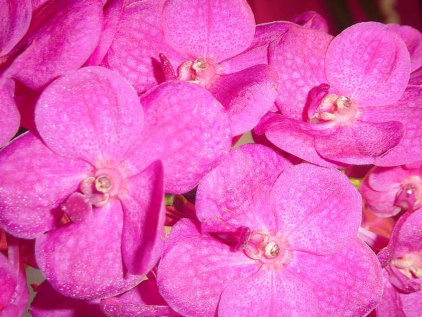 Orchids