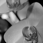 Orchids