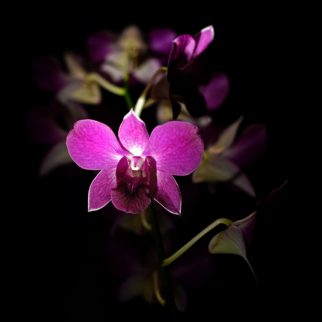 Orchids