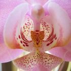 orchids