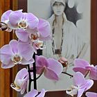 Orchids