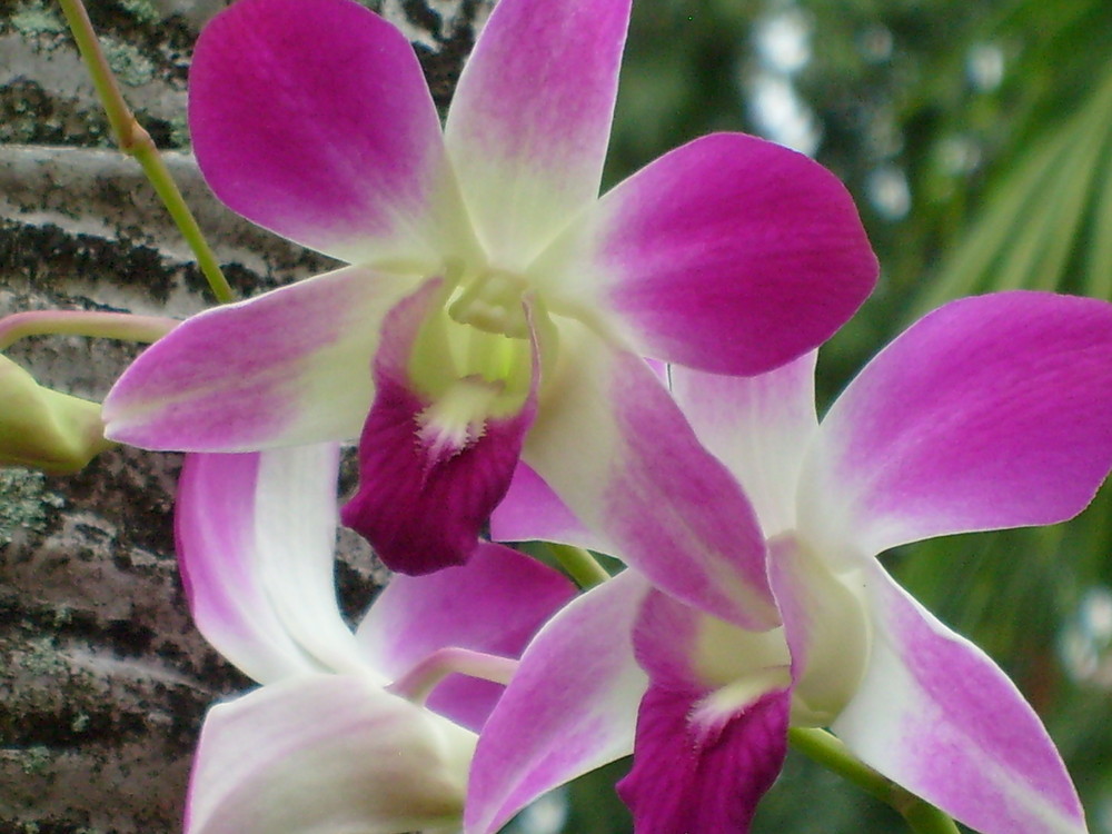 Orchids