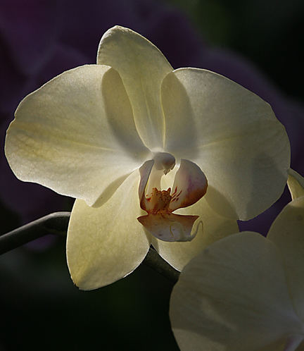 ORCHIDS