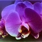 Orchids