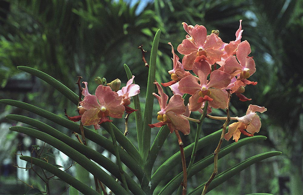 orchids