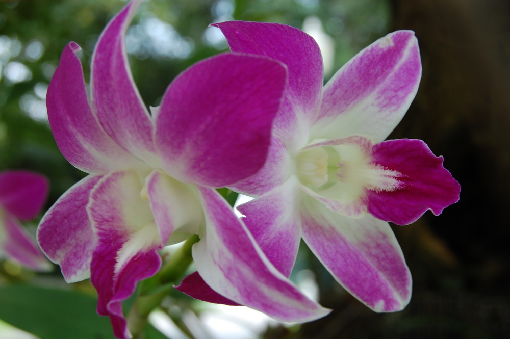 Orchids at Bang Pa Inn