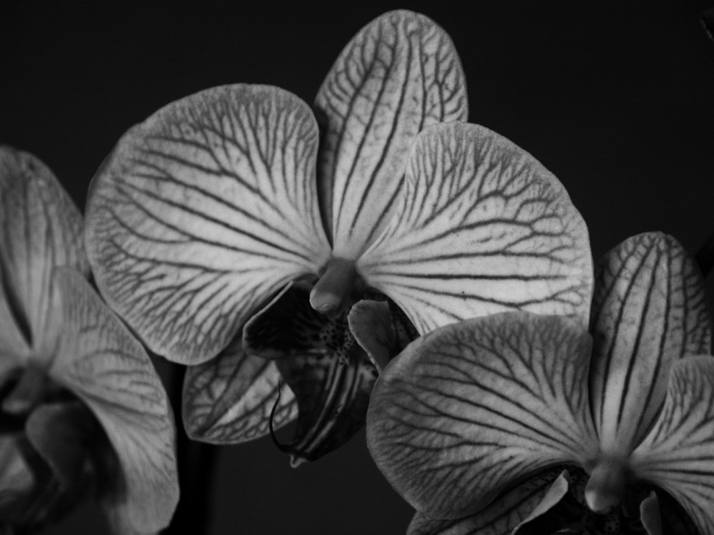 Orchids