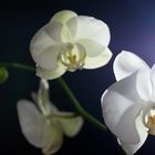 Orchids