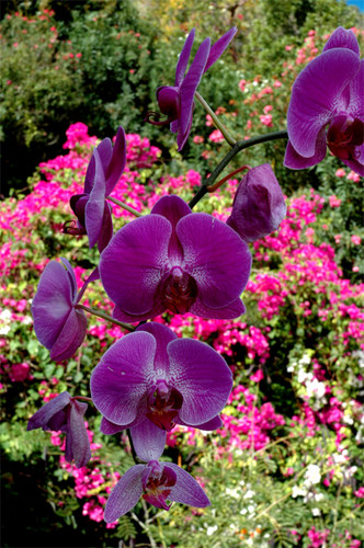 Orchids & Bougainvilla