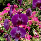 Orchids & Bougainvilla