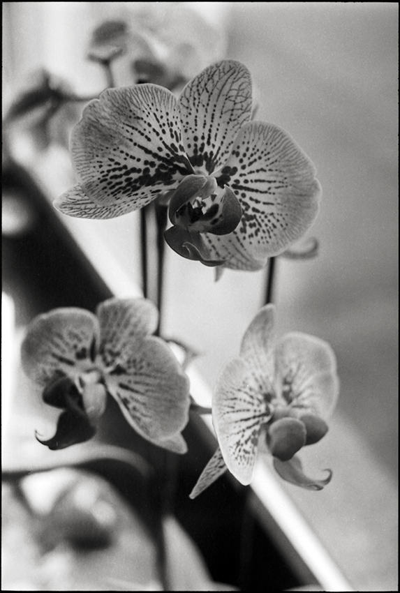 ...orchids...
