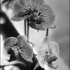 ...orchids...