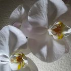 Orchids