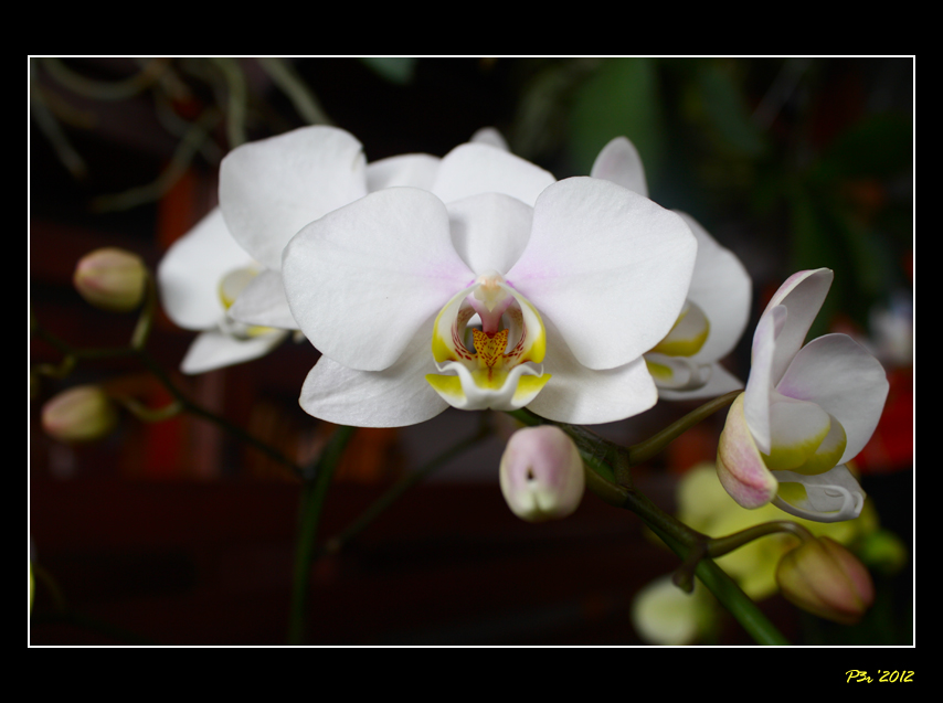 Orchids