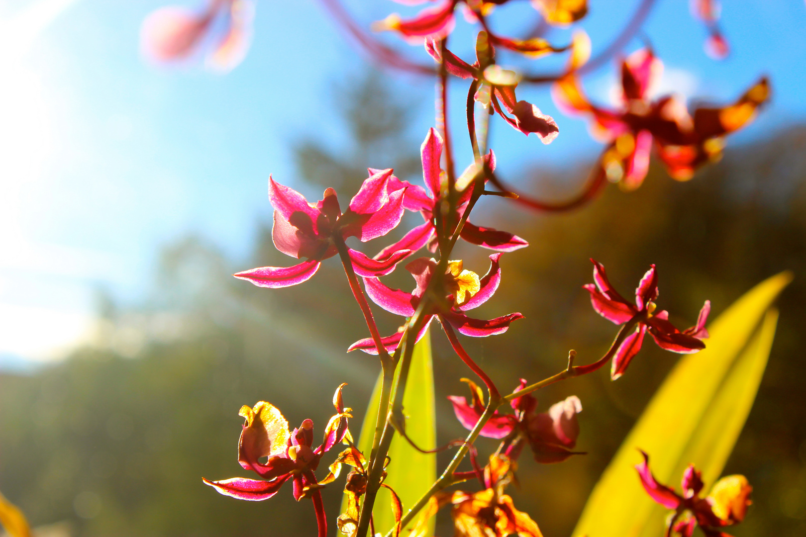 Orchids