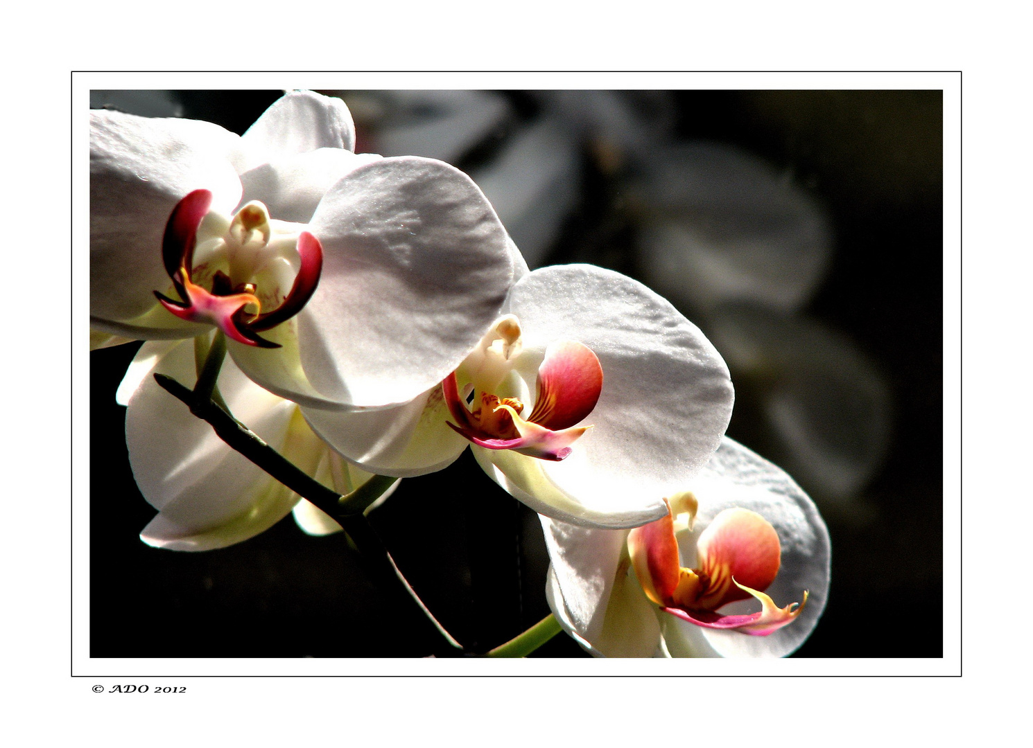 Orchids for Canan (2)