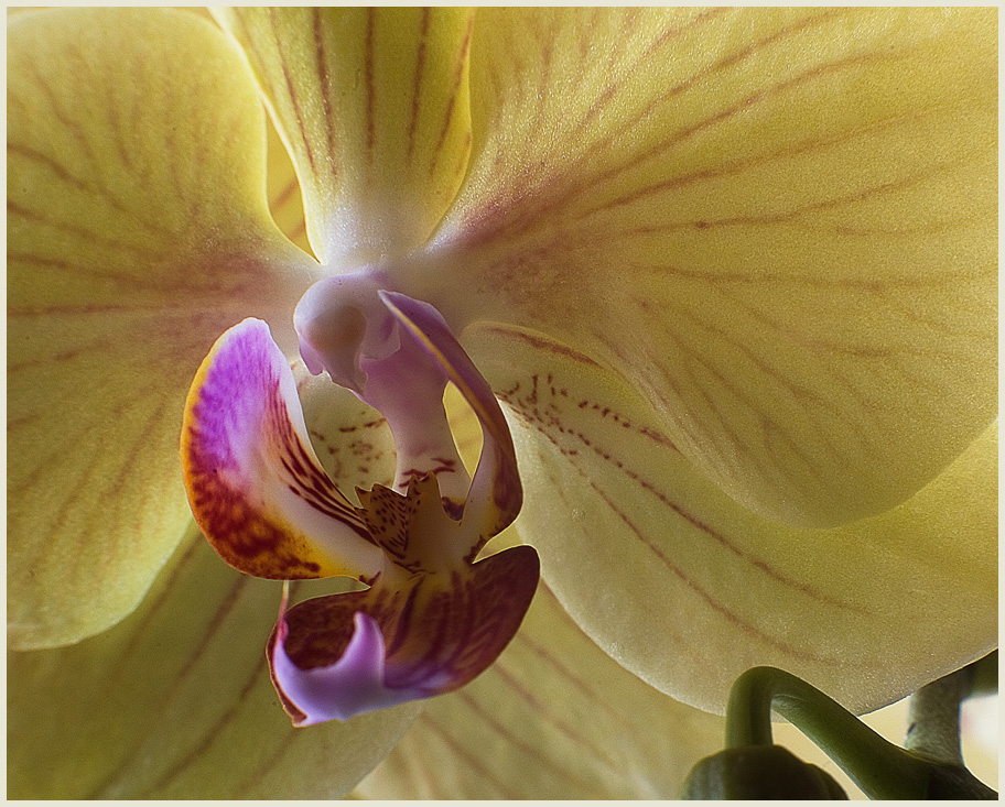 Orchid's helix