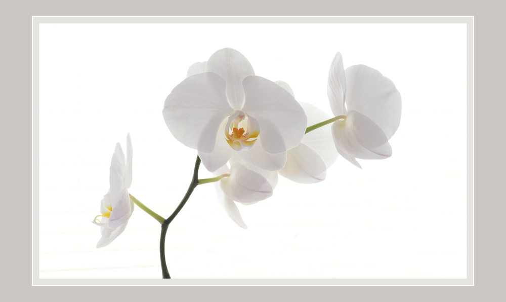 Orchids - High Key (reload)