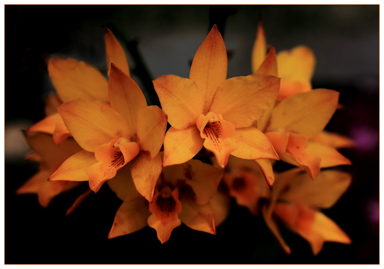 Orchids II