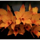 Orchids II