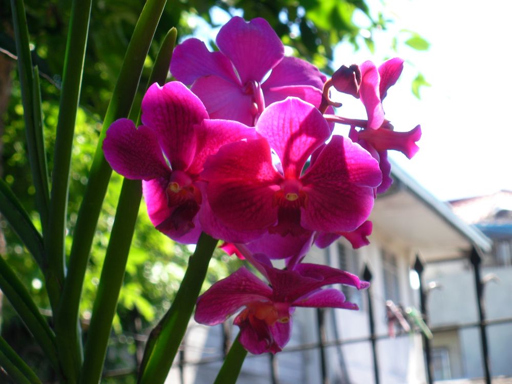 orchids in bloom